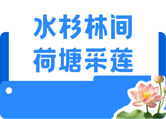 水杉林间 荷塘采莲